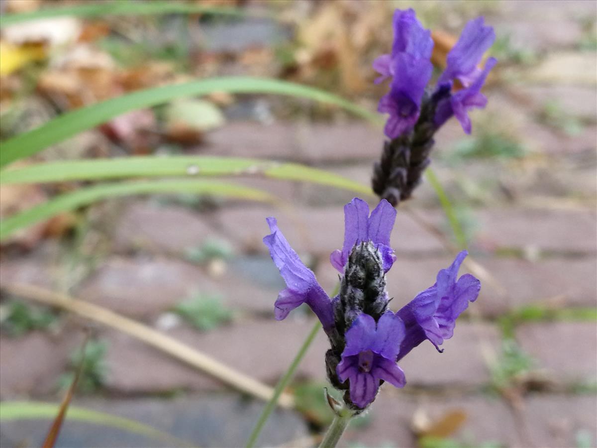 Lavandula multifida (door Sipke Gonggrijp)