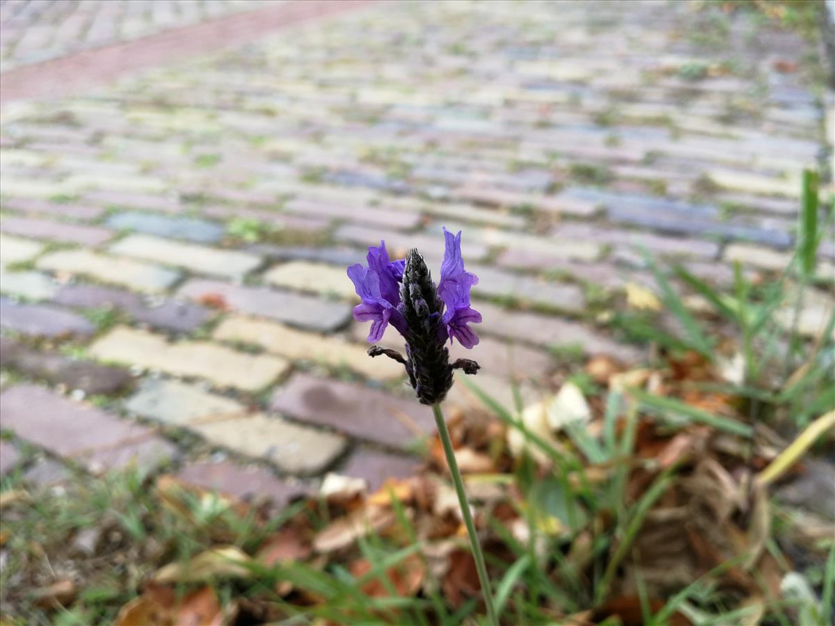 Lavandula multifida (door Sipke Gonggrijp)