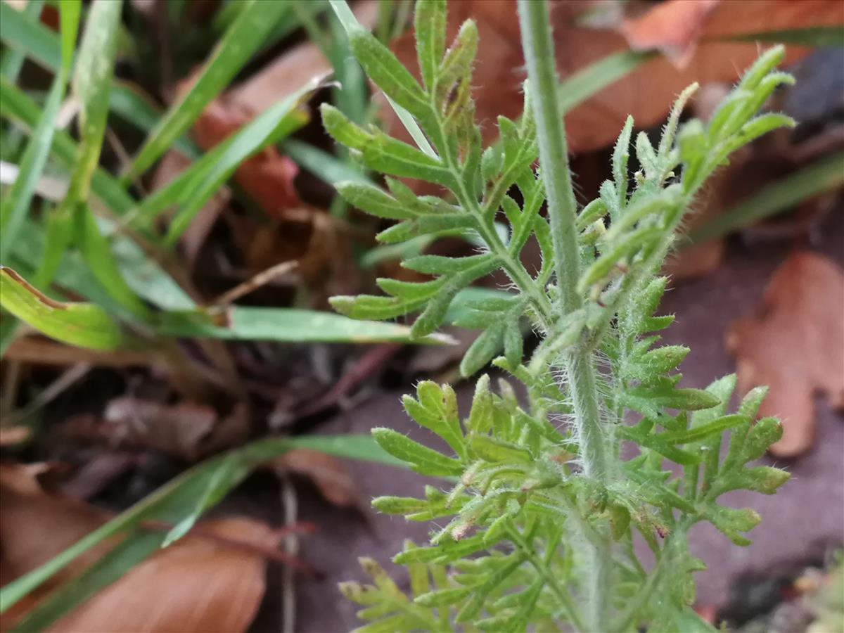 Lavandula multifida (door Sipke Gonggrijp)