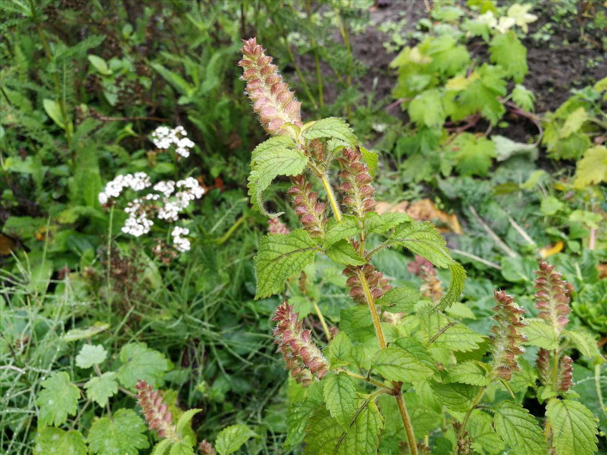 Elsholtzia ciliata (door Sipke Gonggrijp)