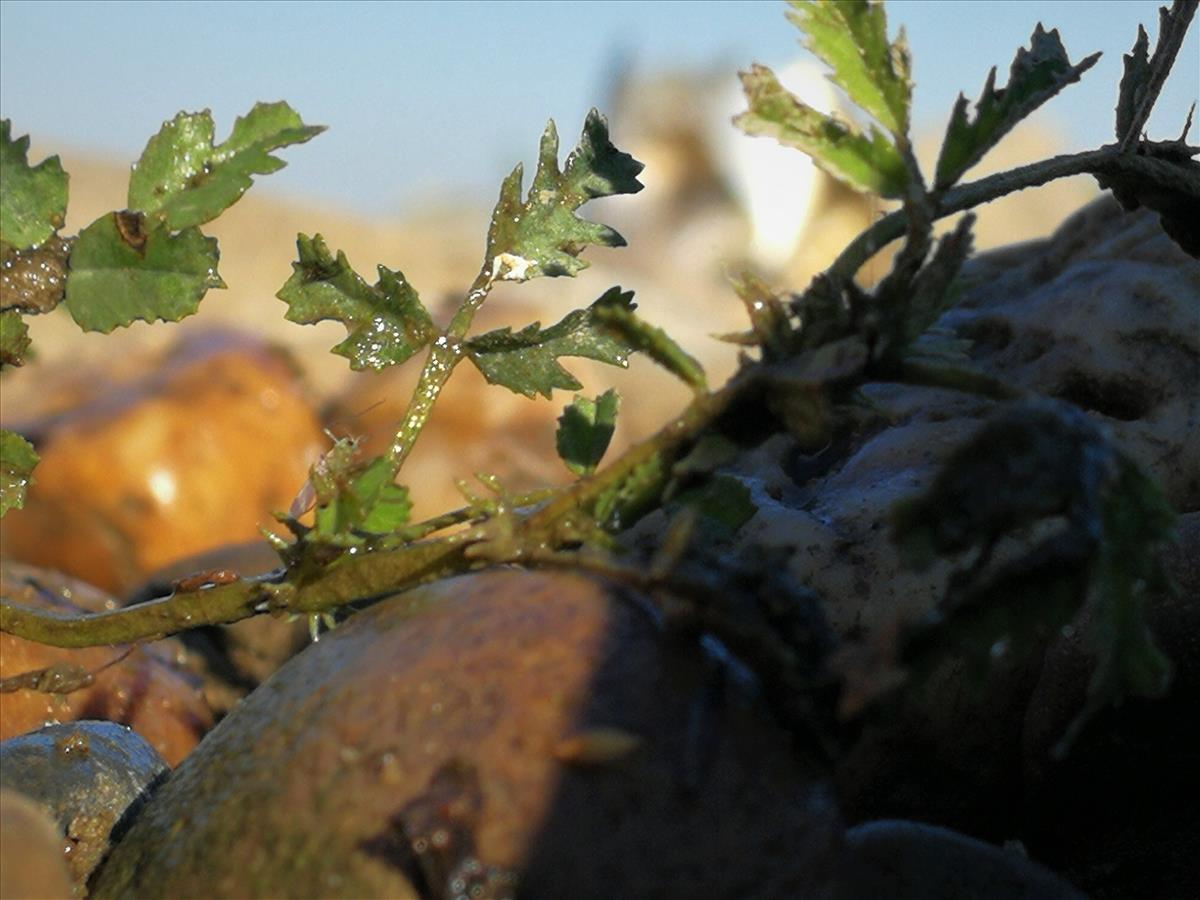 Medicago laciniata (door Sipke Gonggrijp)