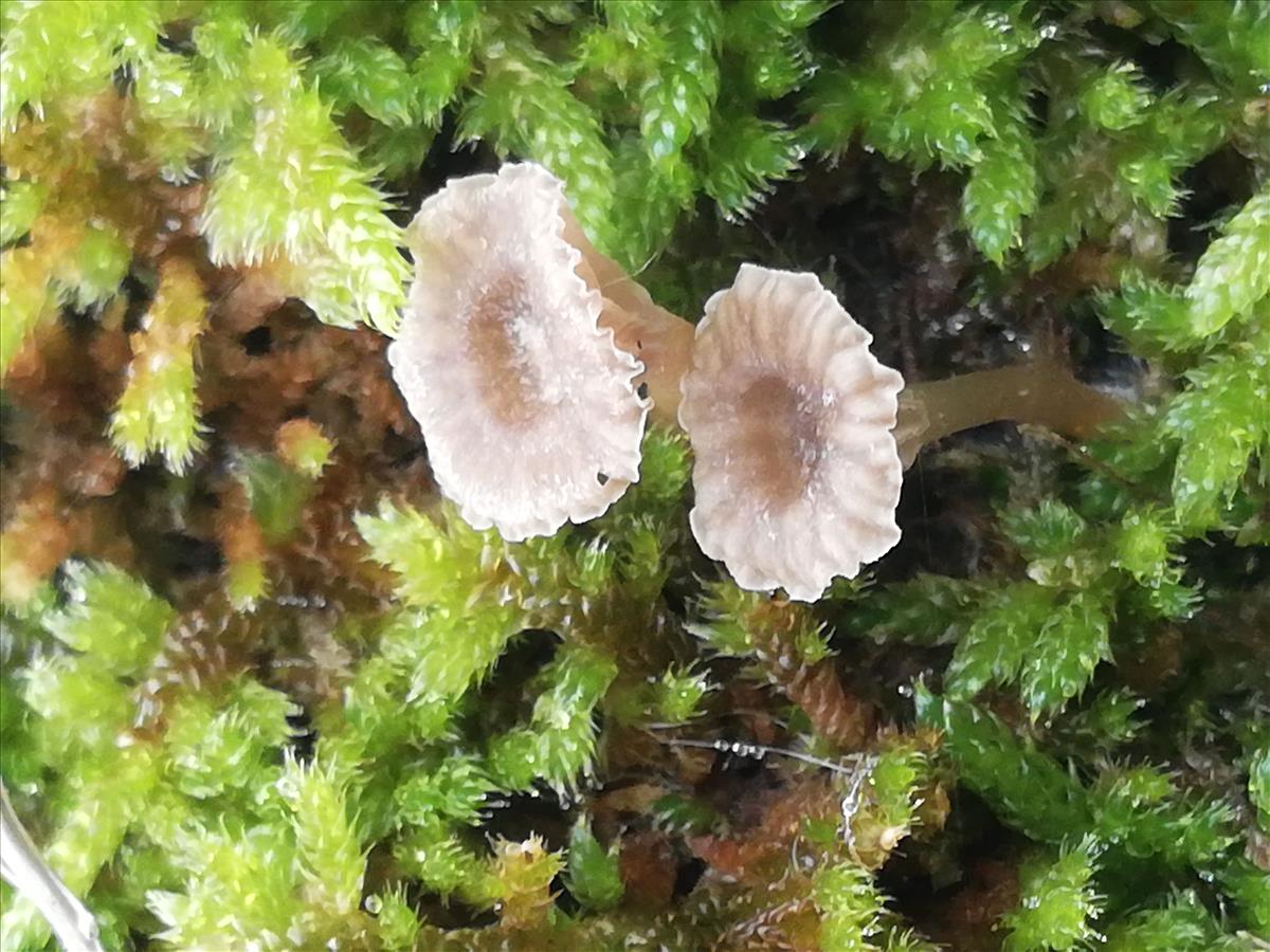 Omphalina rickenii (door Corrie Hanenberg)