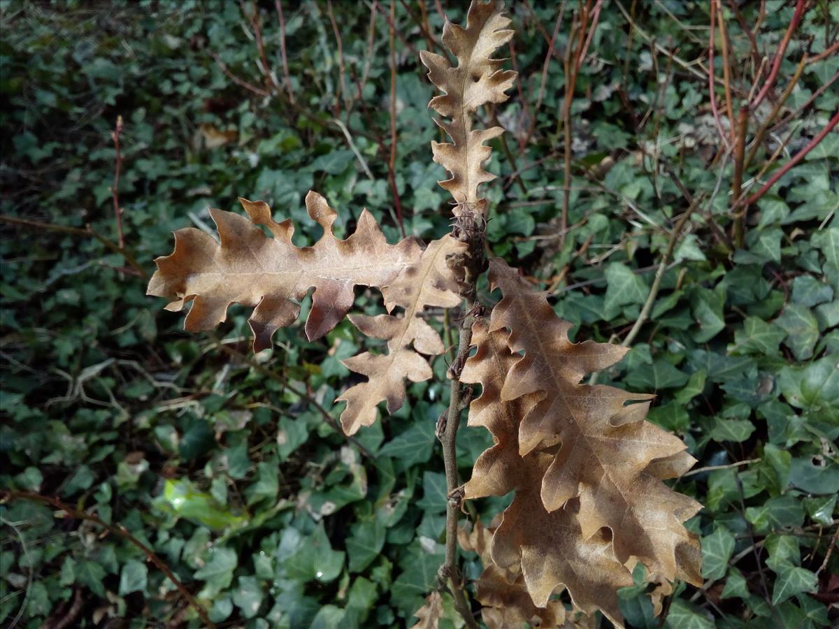 Quercus cerris (door Stef van Walsum)