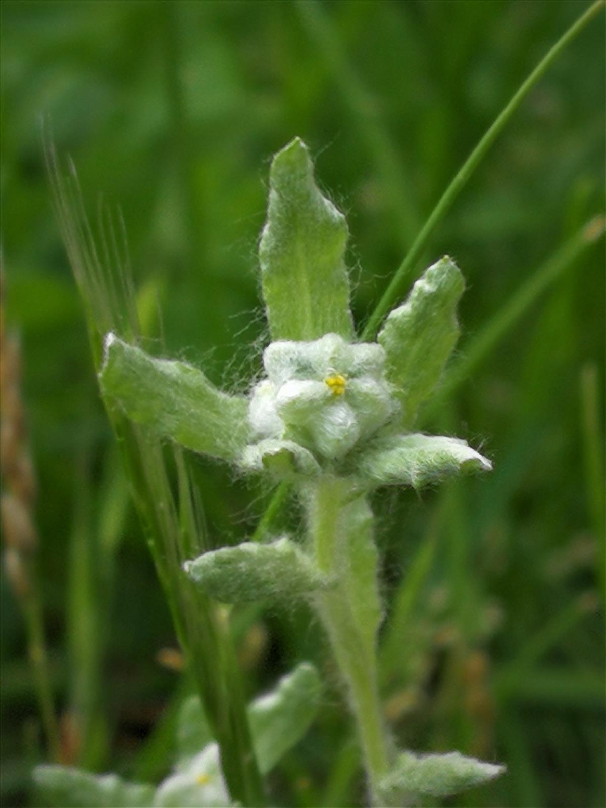 Bombycilaena erecta (door Sipke Gonggrijp)