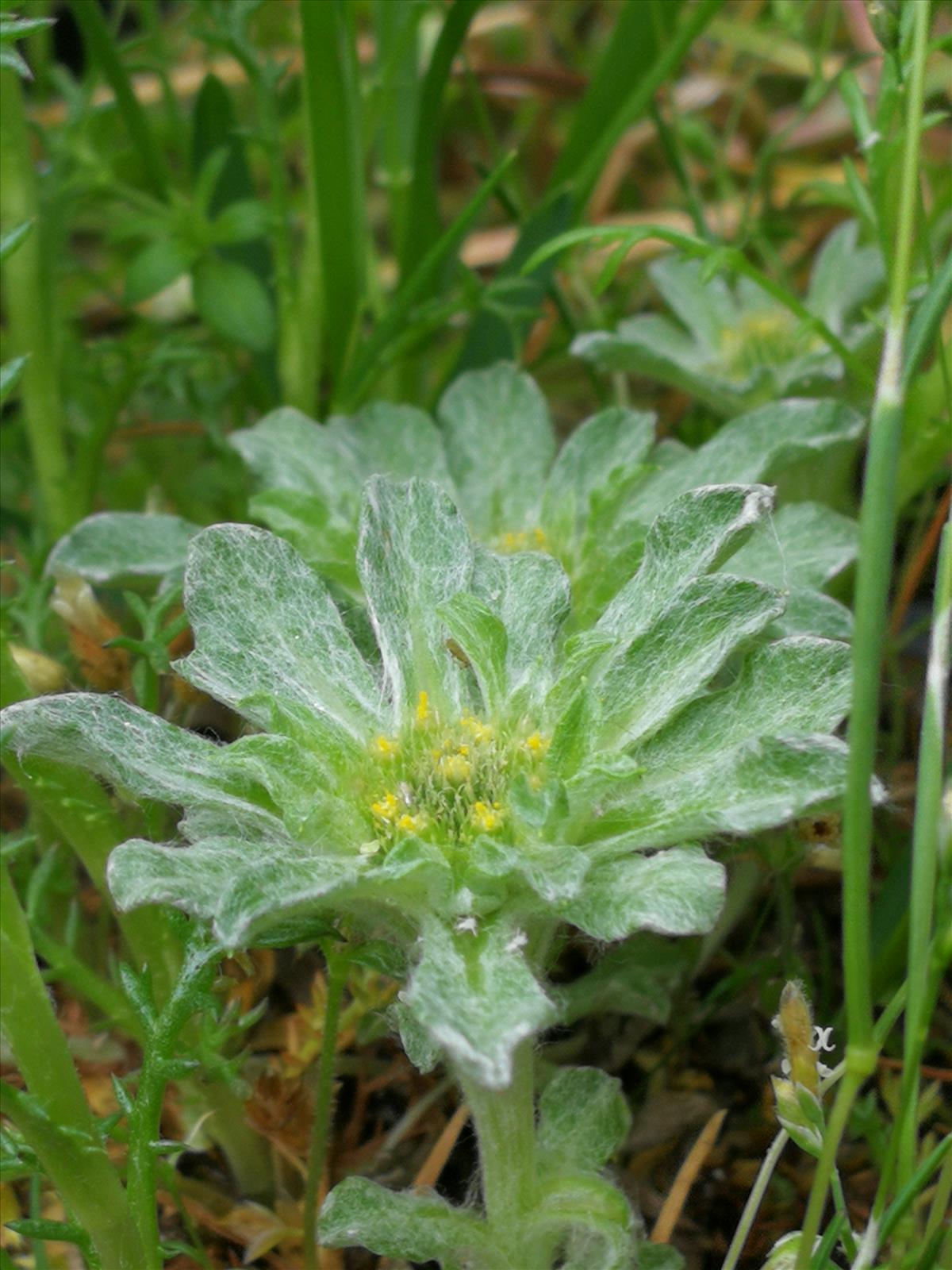 Filago pygmaea (door Sipke Gonggrijp)