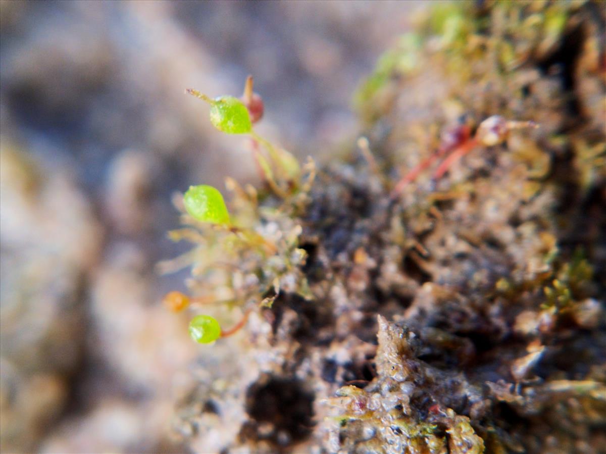 Physcomitrium eurystomum (door Marcel Hospers)