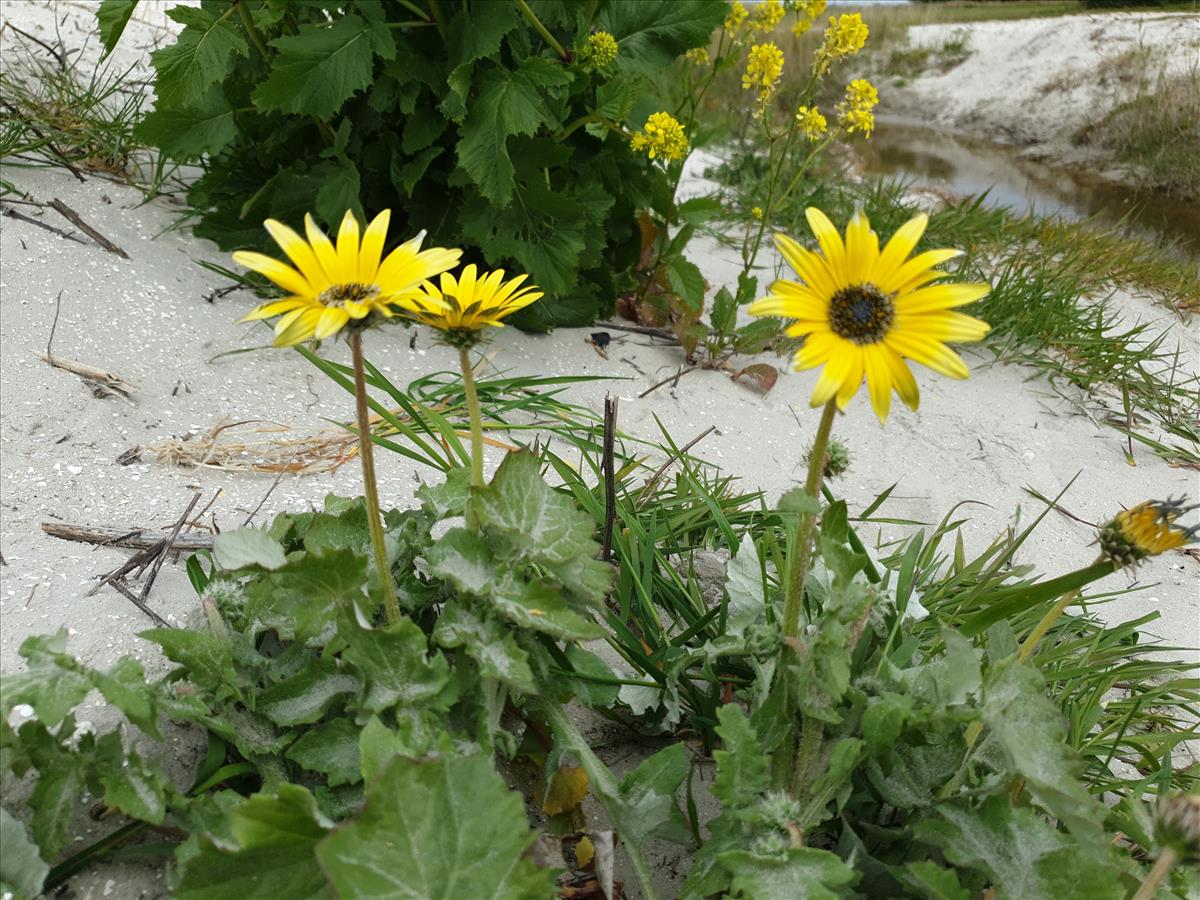 Arctotheca calendula (door Ben Bruinsma)