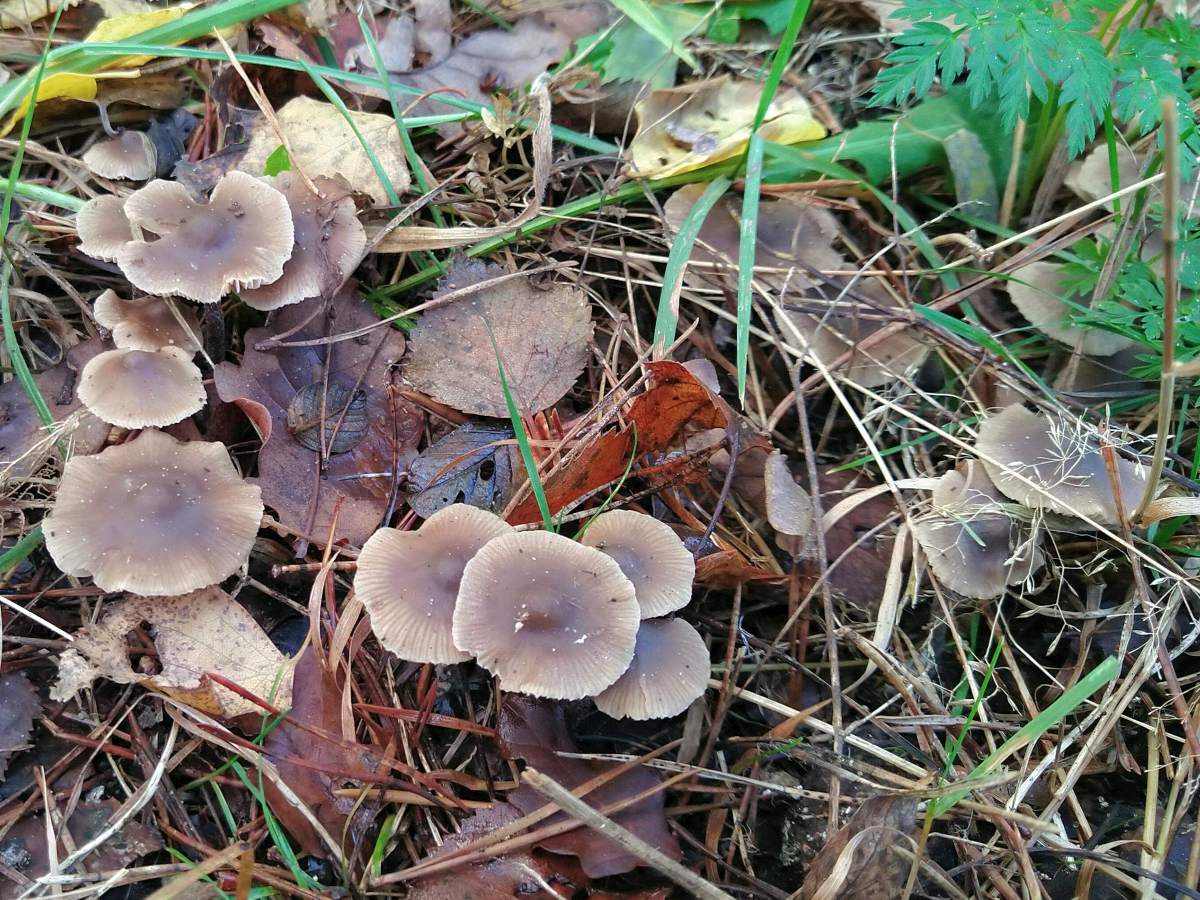 Lyophyllum boudieri (door Marian Jagers)