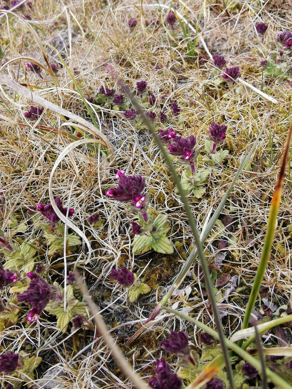 Parentucellia latifolia (door Sipke Gonggrijp)