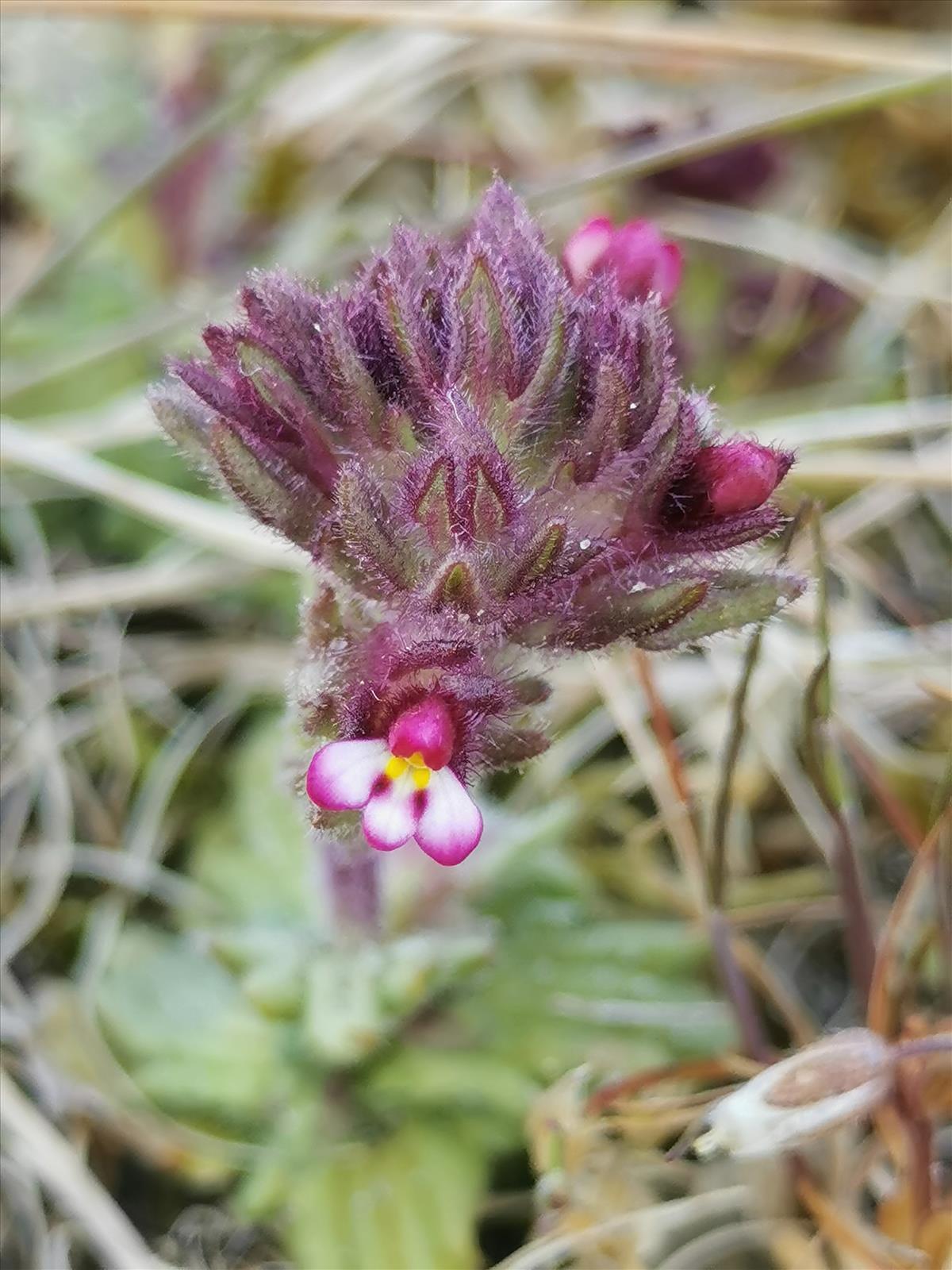 Parentucellia latifolia (door Sipke Gonggrijp)