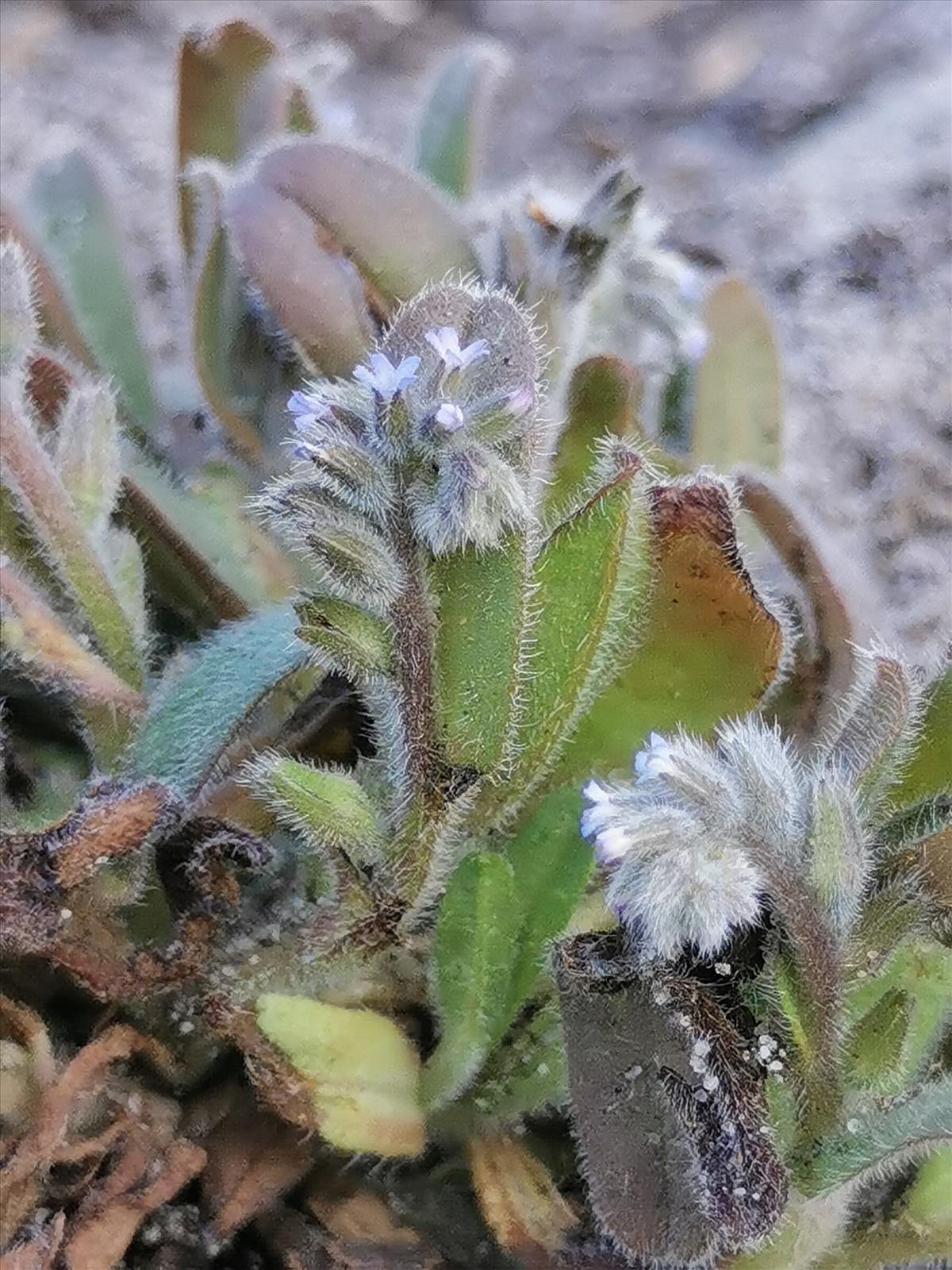 Myosotis stricta (door Sipke Gonggrijp)