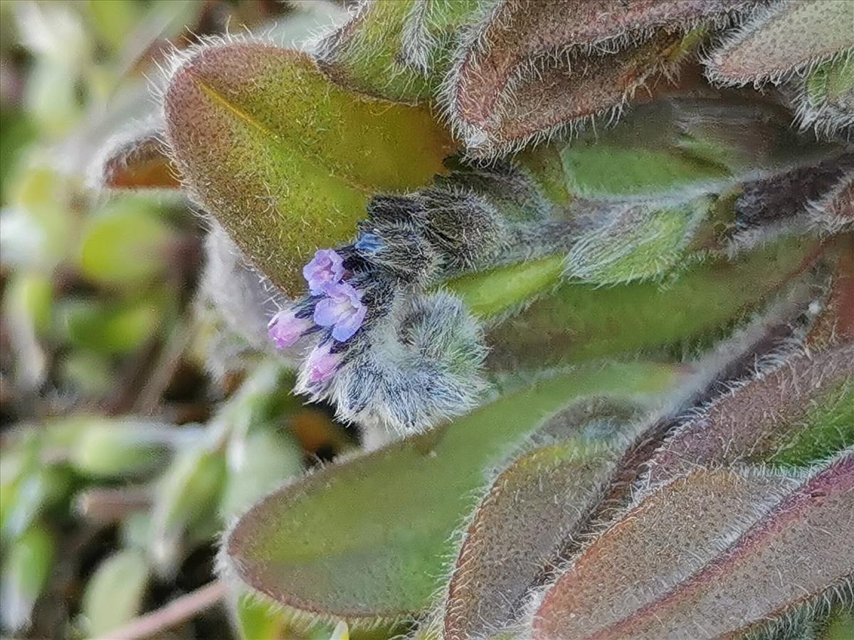 Myosotis stricta (door Sipke Gonggrijp)