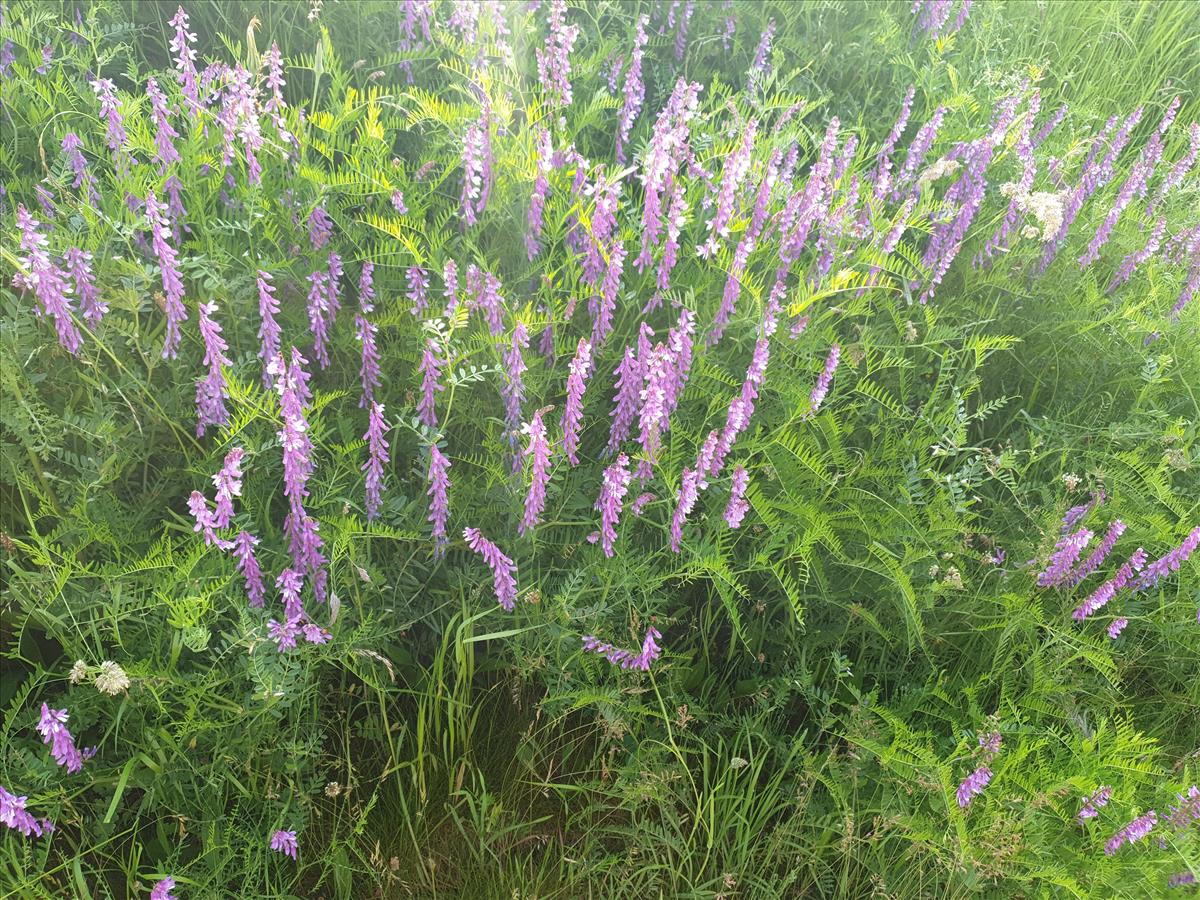 Vicia tenuifolia (door Ben Bruinsma)