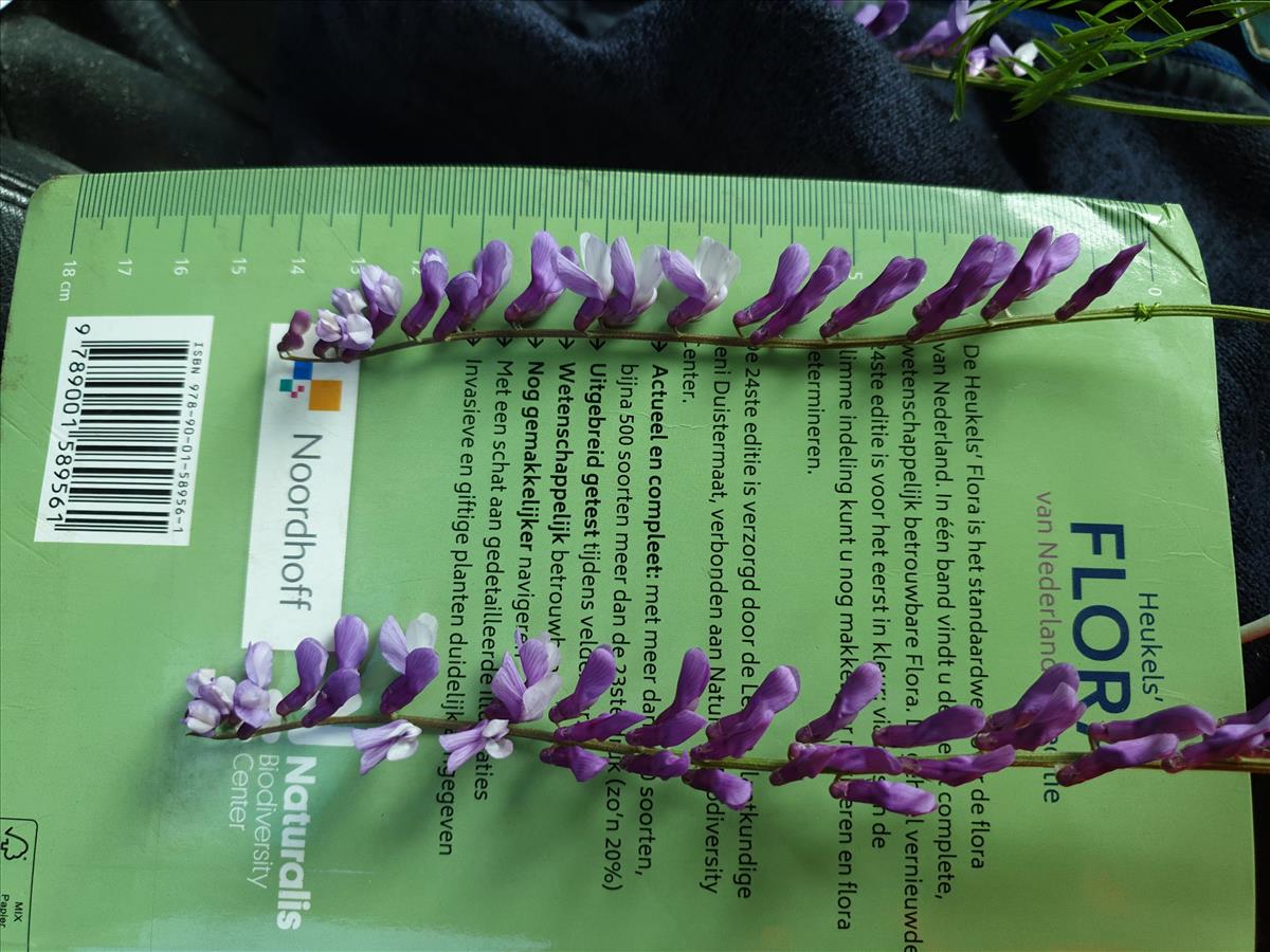 Vicia tenuifolia (door Ben Bruinsma)