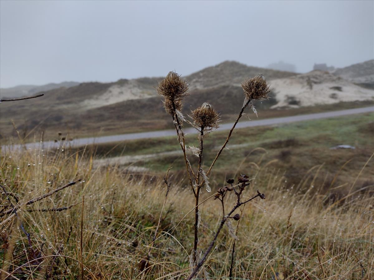 Carlina vulgaris (door Stef van Walsum)