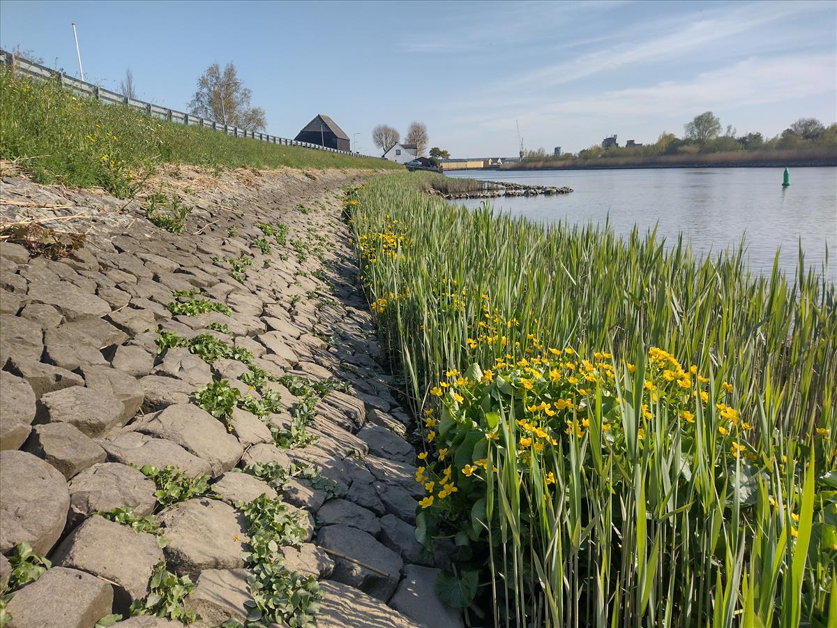 Caltha palustris subsp. radicans (door Stef van Walsum)