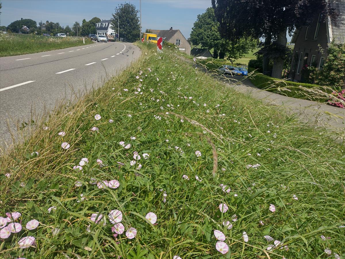 Convolvulus arvensis (door Stef van Walsum)