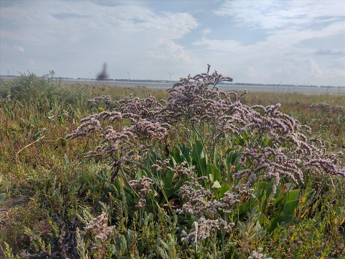 Limonium humile (door Stef van Walsum)