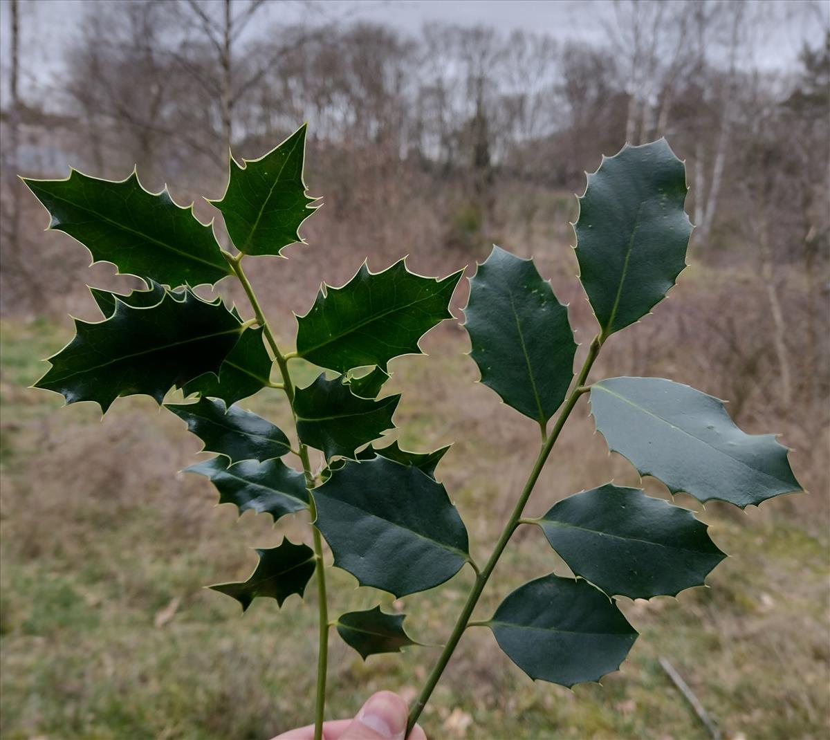 Ilex x altaclerensis (door Stef van Walsum)