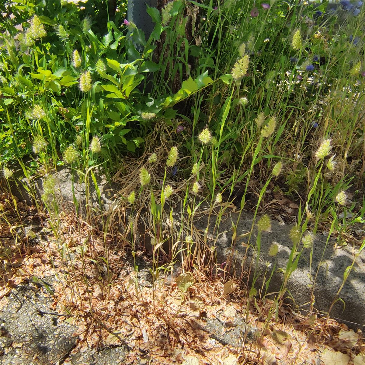 Cynosurus echinatus (door Marcel Hospers)