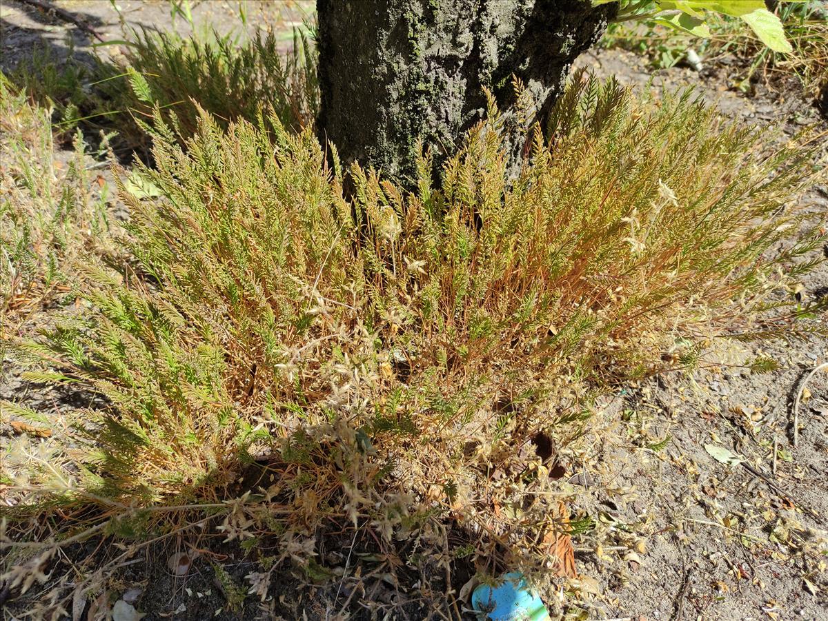 Catapodium rigidum (door Marcel Hospers)