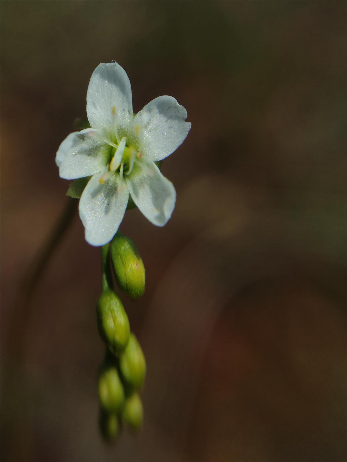 Drosera x obovata (door Harold Timans)