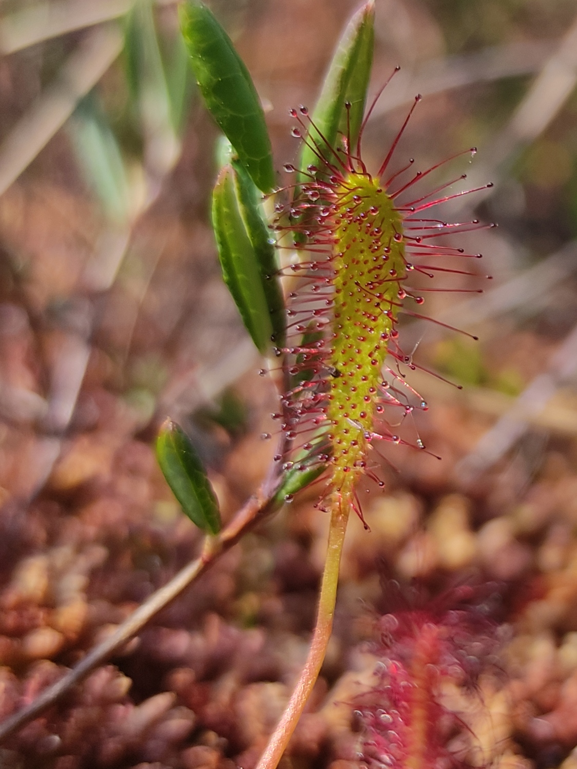 Drosera anglica (door Harold Timans)