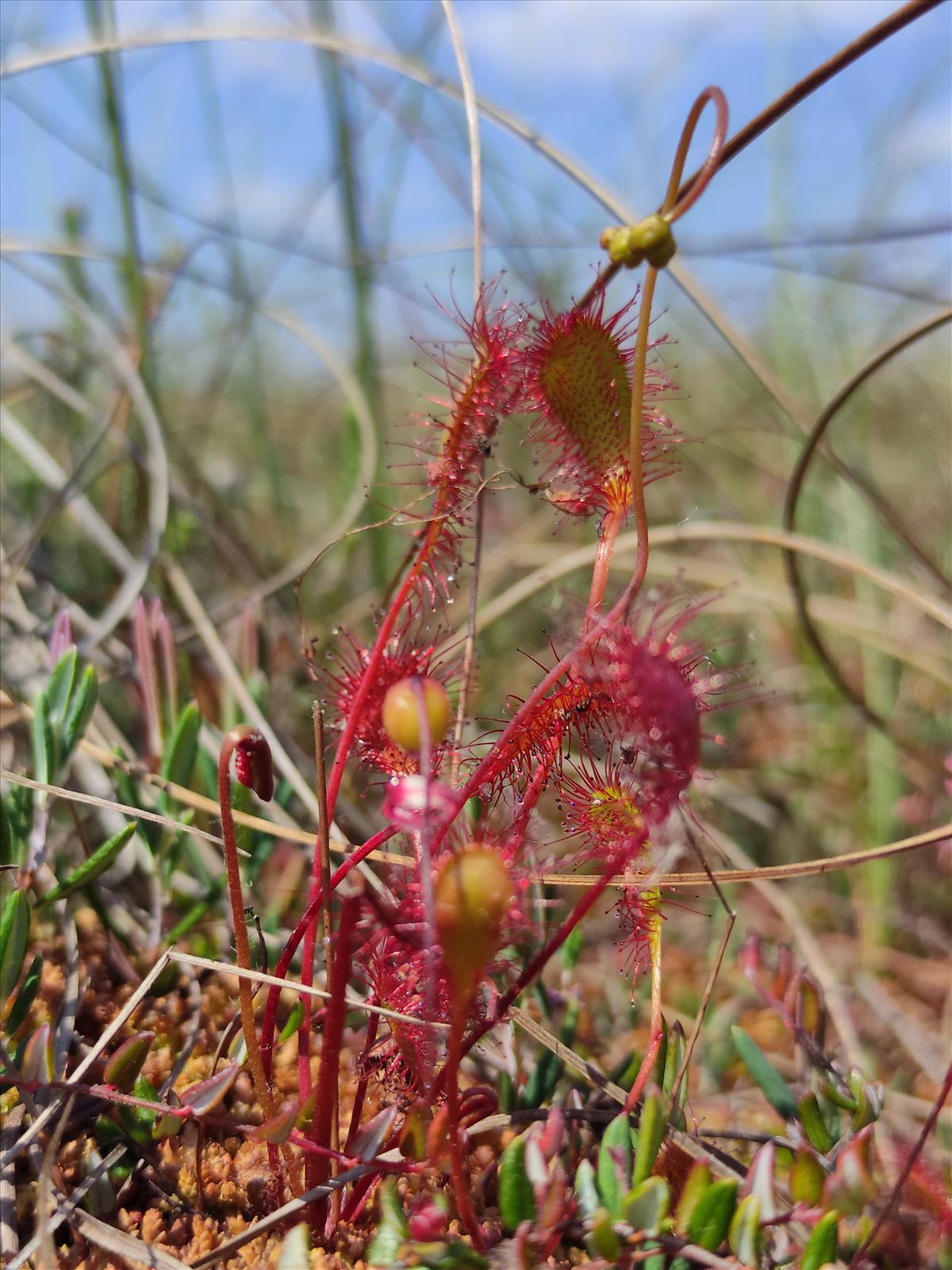 Drosera x obovata (door Harold Timans)