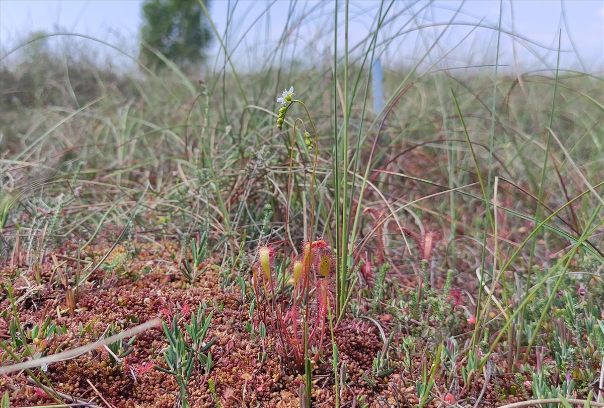 Drosera x obovata (door Harold Timans)