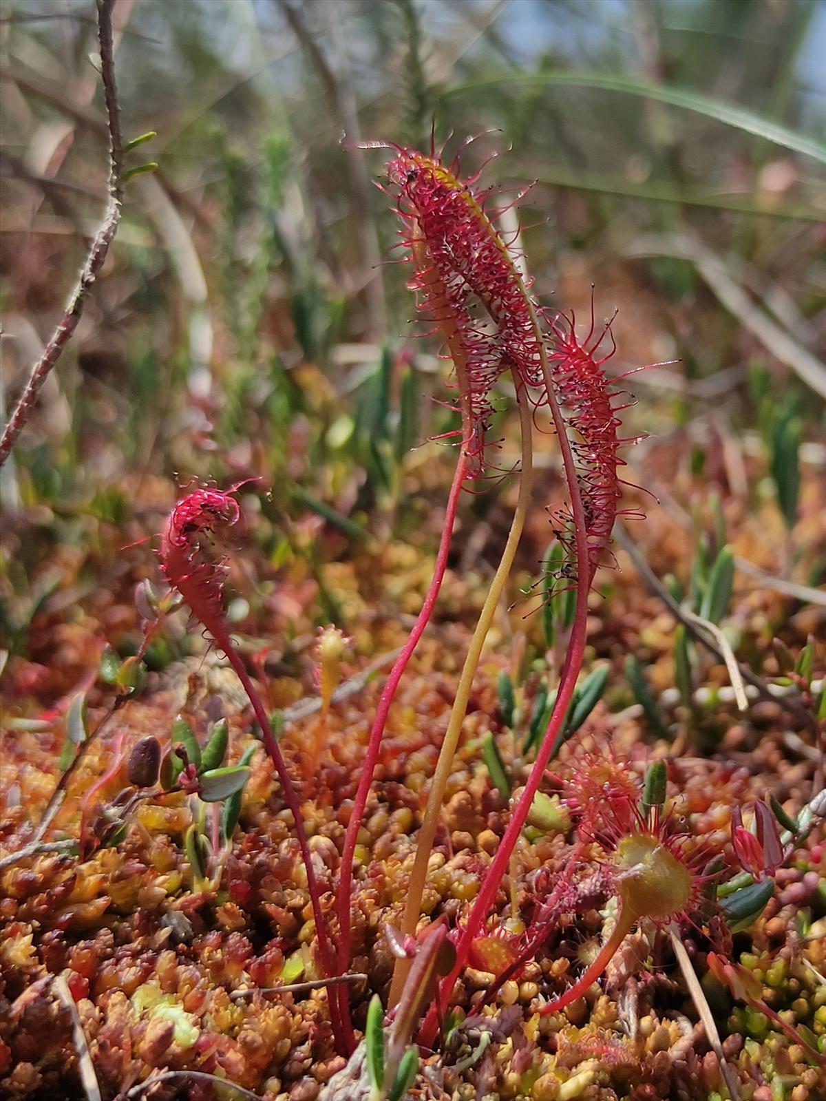 Drosera anglica (door Harold Timans)