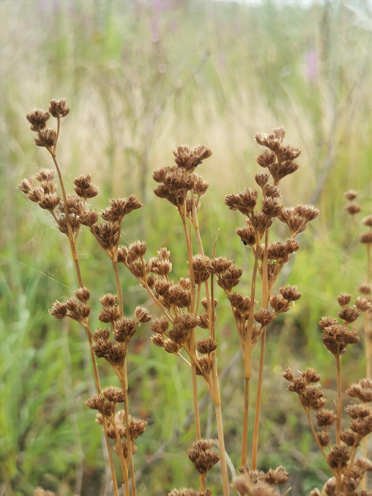 Juncus pallescens (door Sipke Gonggrijp)