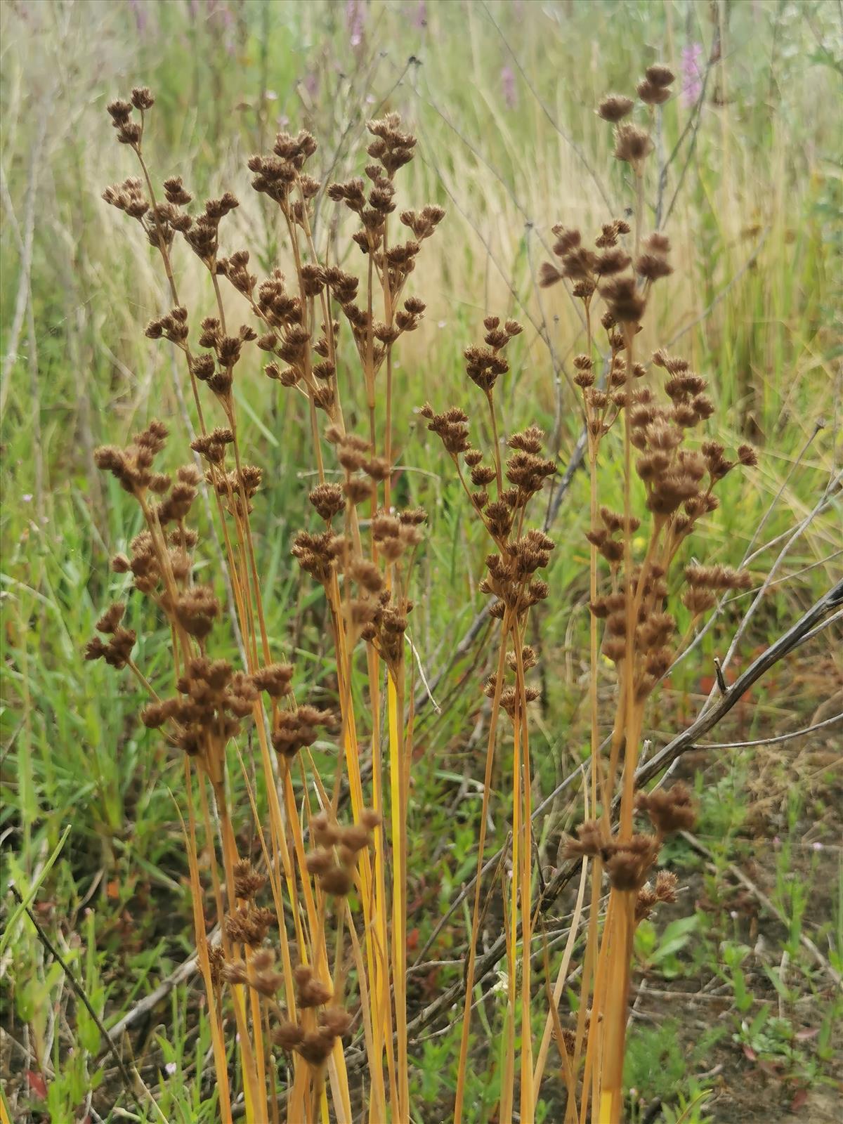 Juncus pallescens (door Sipke Gonggrijp)