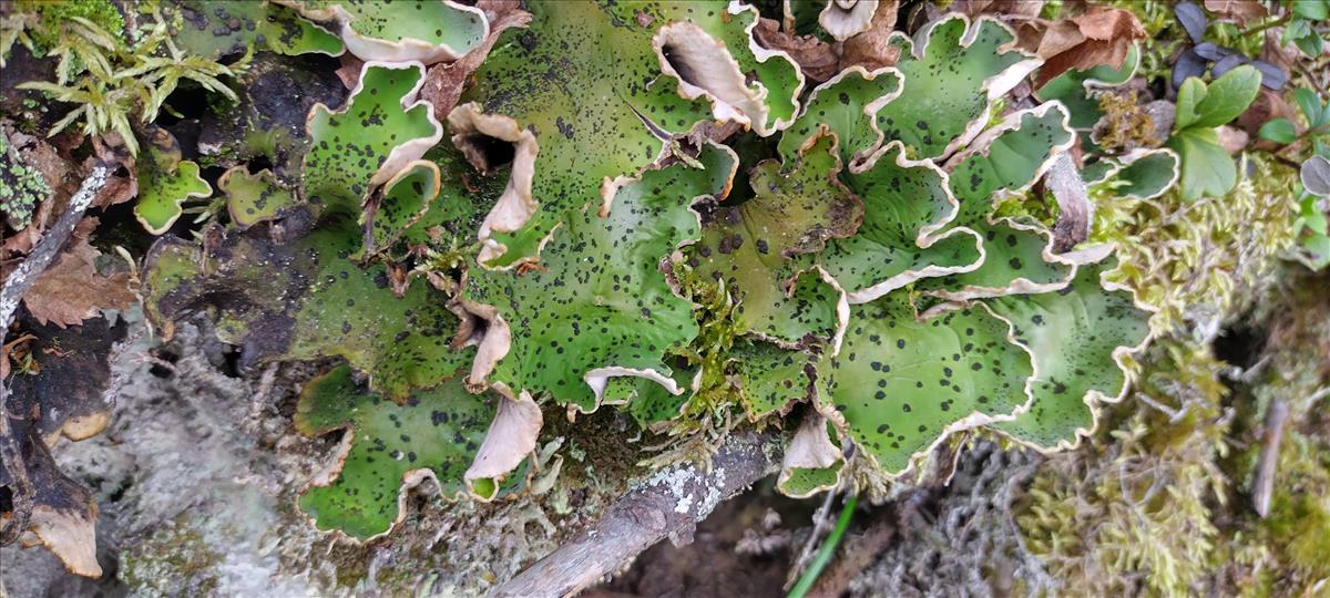 Peltigera aphthosa (door Bas Kers)