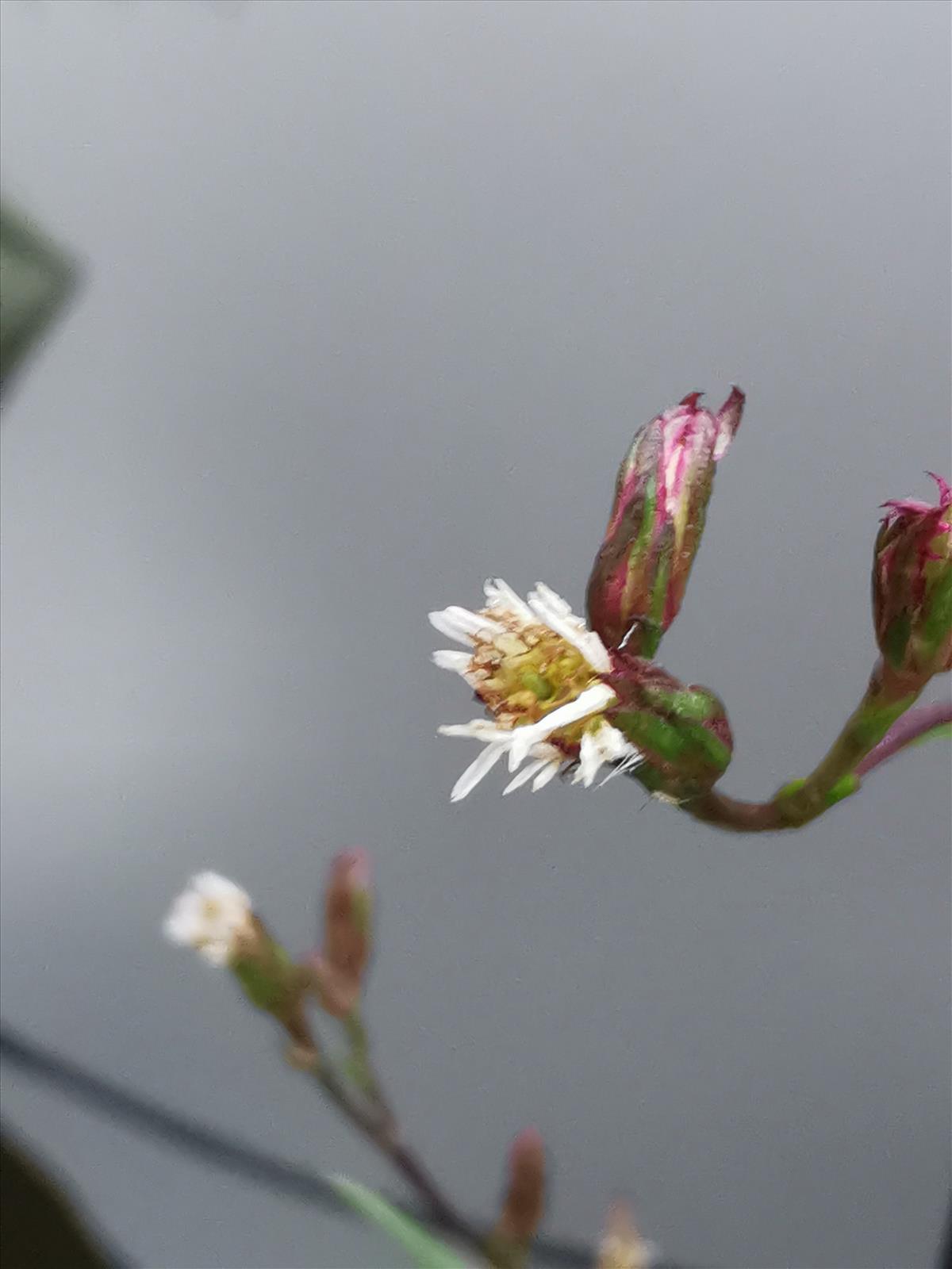 Symphyotrichum subulatum (door Sipke Gonggrijp)