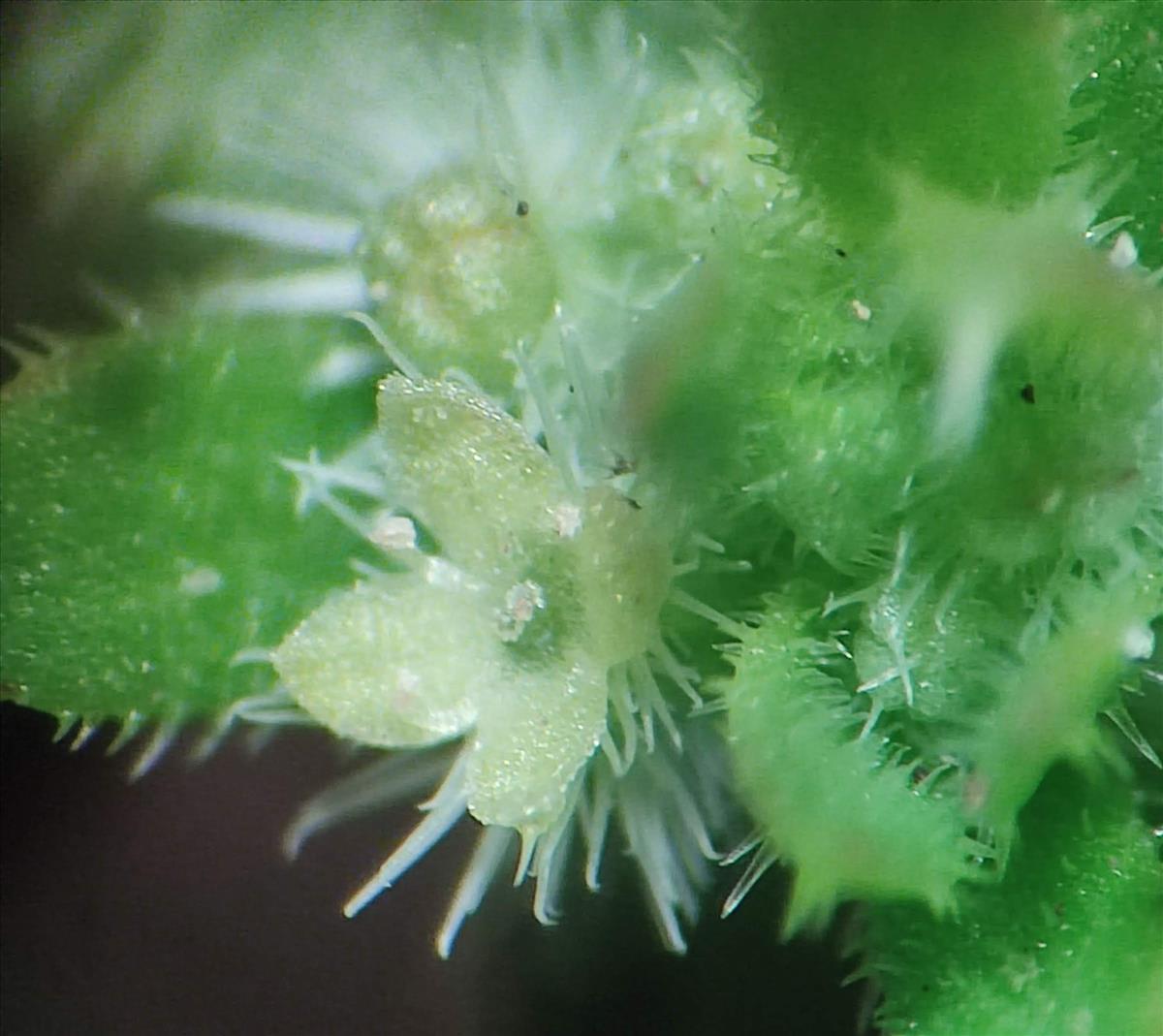 Galium murale (door Peter Wetzels)