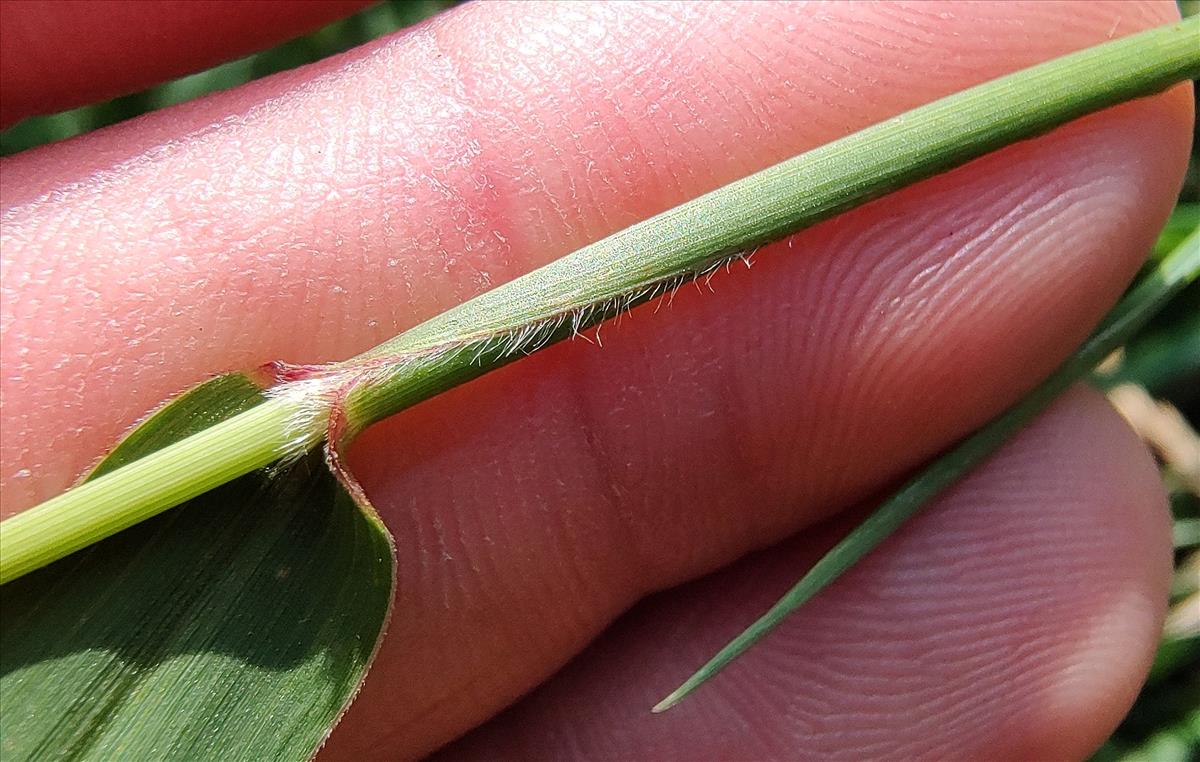 Setaria verticilliformis (door Niels Eimers)