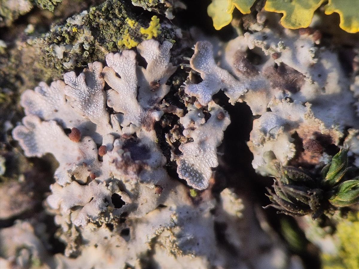 Zyzygomyces physconiae (door Patrick Ehlert)