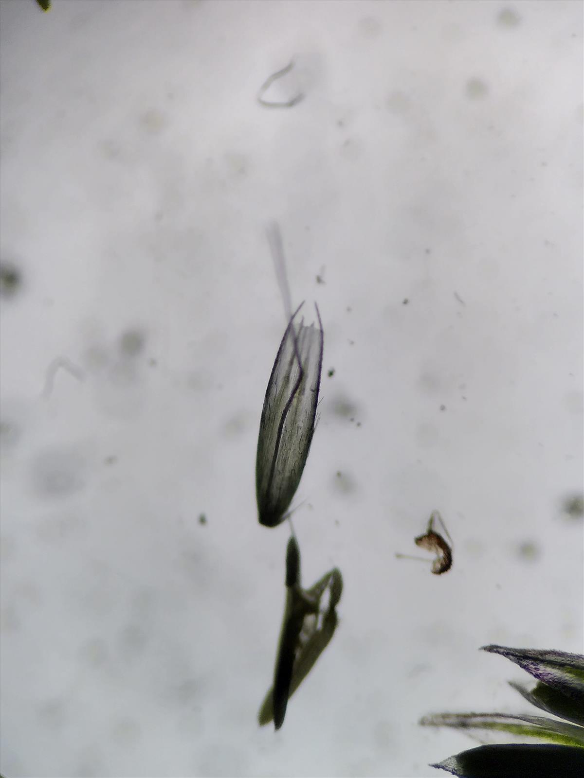 Agrostis x fouilladeana (door Tim van de Vondervoort)