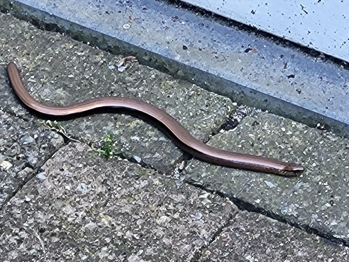 Anguis fragilis (door Ron Van der Burg)