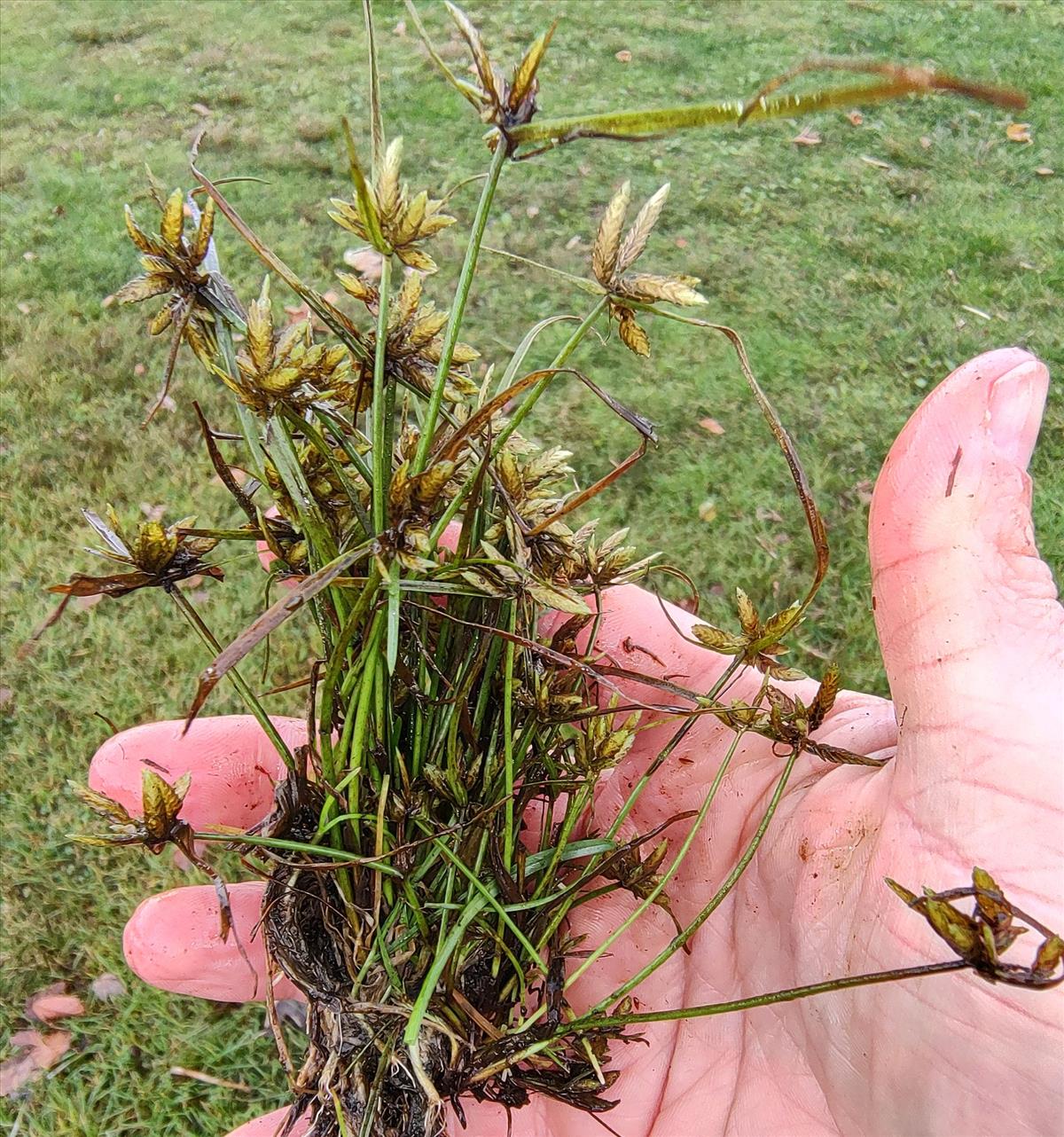 Cyperus flavescens (door Niels Eimers)