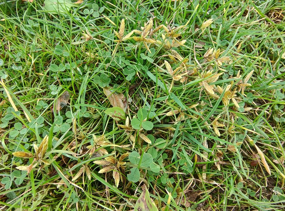 Cyperus flavescens (door Niels Eimers)