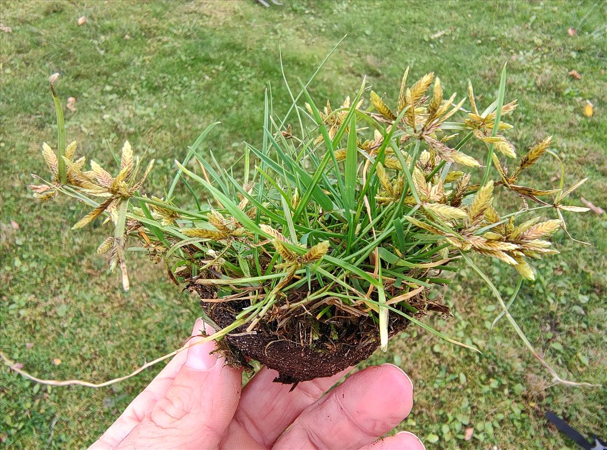 Cyperus flavescens (door Niels Eimers)