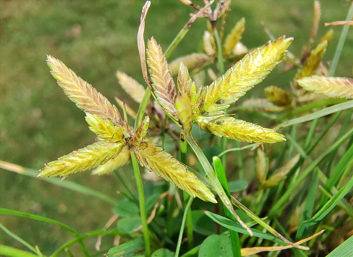 Cyperus flavescens (door Niels Eimers)