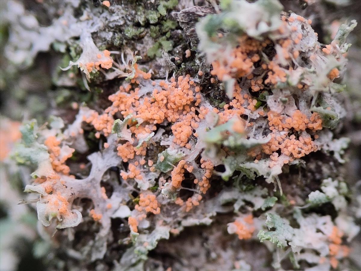 Erythricium aurantiacum (door Patrick Ehlert)