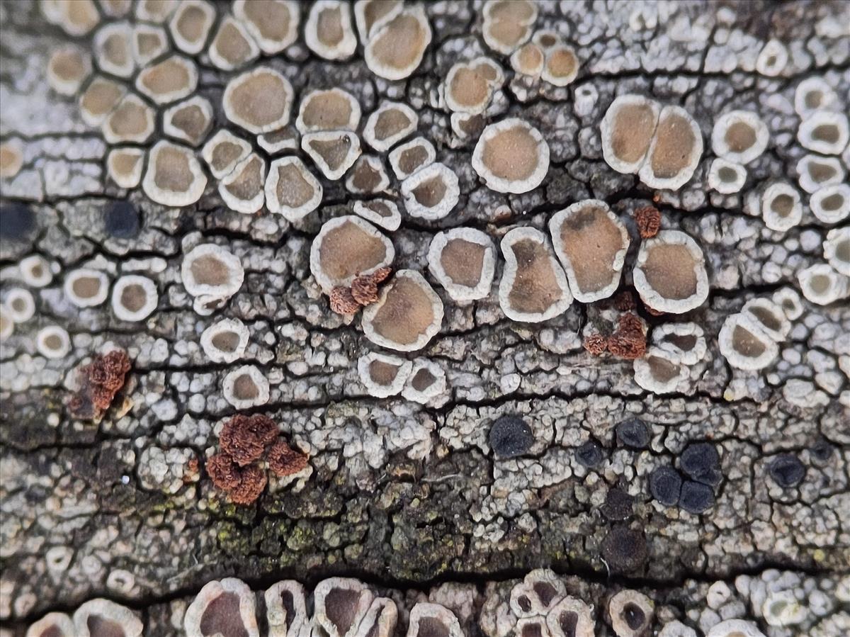 Unguiculariopsis thallophila (door Patrick Ehlert)