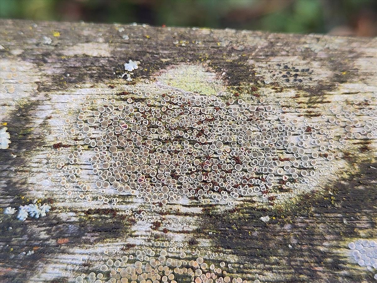 Unguiculariopsis thallophila (door Patrick Ehlert)