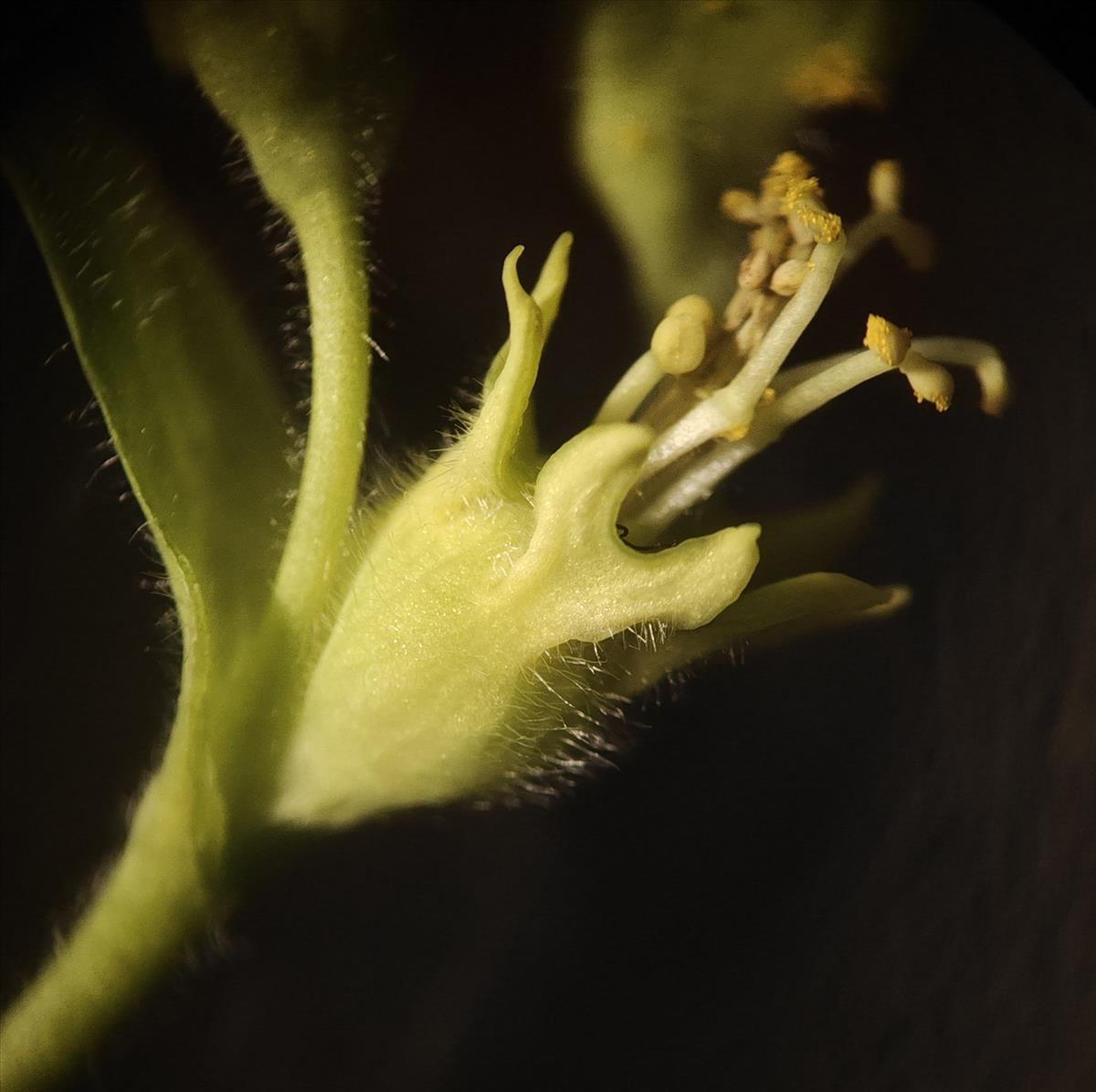 Euphorbia characias (door Annemarie Bosch)