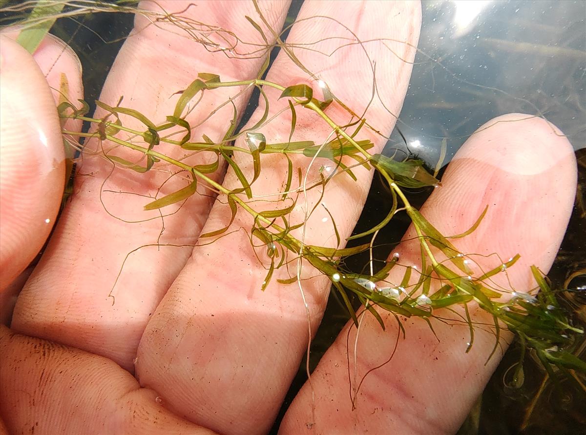 Callitriche hermaphroditica (door Niels Eimers)