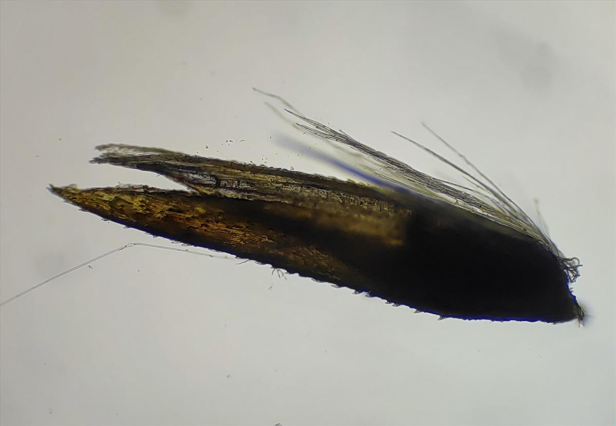Calamagrostis stricta (door Niels Eimers)