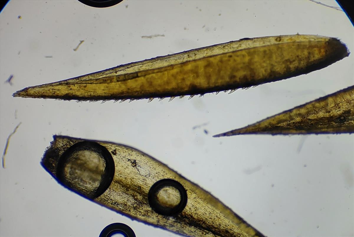 Calamagrostis stricta (door Niels Eimers)